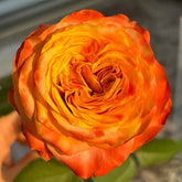 Funky Peach Rose